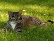 Fond d'écran Les Chats - Un chat tigré dans le jardin