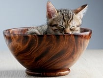 Fond d'écran Les Chats - Un chaton dans un bol