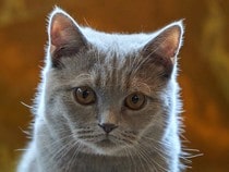 Fond d'écran Les Chats - Un chaton Chartreux