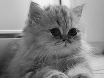 Fond d'écran Les Chats - Un chaton Chinchilla