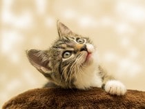 Fond d'écran Les Chats - Un chaton mignon