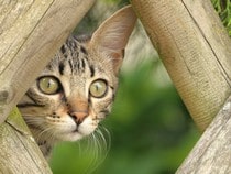 Fond d'écran Les Chats - Un chaton tigré au jardin