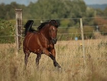 Fond d'écran Les Chevaux - Un cheval arabe