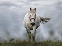 Fond d'écran Les Chevaux - Un cheval blanc