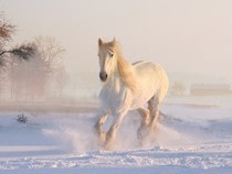 Fond d'écran Les Chevaux - Un cheval blanc dans la neige