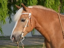 Fond d'écran Les Chevaux - Un cheval Palomino