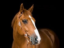 Fond d'écran Les Chevaux - Portrait d'un cheval brun