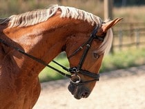 Fond d'écran Les Chevaux - Un cheval et son cavalier