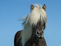 Fond d'écran Les Chevaux - Un cheval à longue crinière