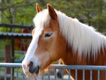 Fond d'écran Les Chevaux - Un cheval Haflinger