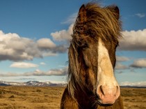 Fond d'écran Les Chevaux - Un cheval brun et blanc