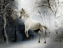 Fond d'écran Les Chevaux - Un cheval blanc dans la neige