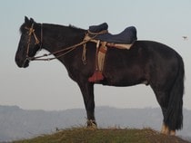 Fond d'écran Les Chevaux - Un cheval noir