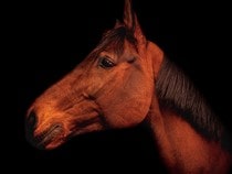 Fond d'écran Les Chevaux - Un cheval sur fond noir