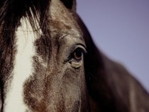 Fond d'écran Les Chevaux - Un oeil de cheval
