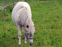 Fond d'écran Les Chevaux - Un poney blanc