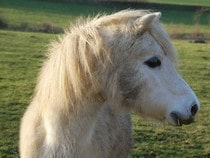Fond d'écran Les Chevaux - Un poney blanc