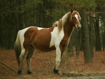 Fond d'écran Les Chevaux - Un poney sauvage