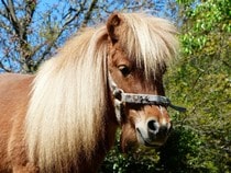 Fond d'écran Les Chevaux - Un poney Shetland