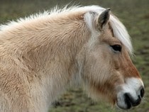 Fond d'écran Les Chevaux - Tête de poney