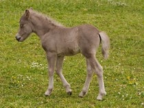 Fond d'écran Les Chevaux - Un poulain