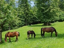 Fond d'écran Les Chevaux - Un cheval dans la prairie