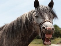 Fond d'écran Les Chevaux - Rires de cheval