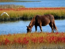 Fond d'écran Les Chevaux - Un cheval sauvage