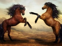 Fond d'écran Les Chevaux - Combat de chevaux