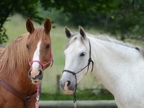 Fond d'écran Les Chevaux - Chevaux brun et blanc