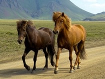 Fond d'écran Les Chevaux - Chevaux bruns