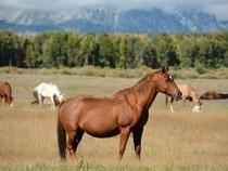 Fond d'écran Les Chevaux - Chevaux dans les champs