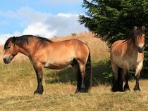 Fond d'écran Les Chevaux - Chevaux de trait