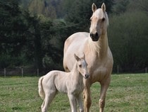 Fond d'écran Les Chevaux - Jument et poulain