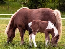 Fond d'écran Les Chevaux - Jument et poulain