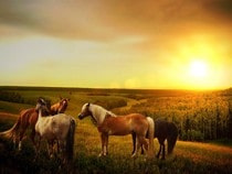 Fond d'écran Les Chevaux - Chevaux au coucher de soleil