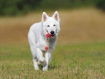 Fond d'écran Les Chiens - Un chien Berger suisse