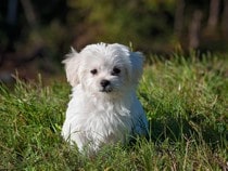 Fond d'écran Les Chiens - Un chien Bichon maltais