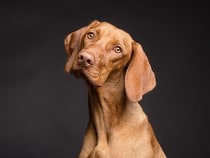 Fond d'écran Les Chiens - Un chien Braque hongrois