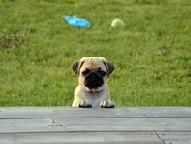 Fond d'écran Les Chiens - Coucou le Carlin !