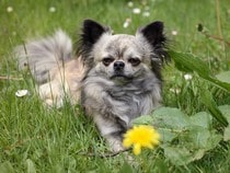 Fond d'écran Les Chiens - Un chien Chihuahua à poils longs