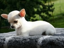 Fond d'écran Les Chiens - Un chien Chihuahua beige à poils courts