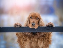 Fond d'écran Les Chiens - Un chien Cocker Spaniel