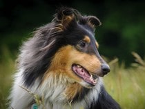 Fond d'écran Les Chiens - Un chien Colley