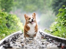 Fond d'écran Les Chiens - Un chien Corgi