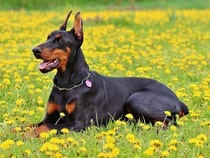 Fond d'écran Les Chiens - Un chien Doberman