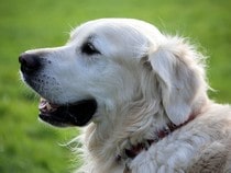 Fond d'écran Les Chiens - Un chien Golden retriever