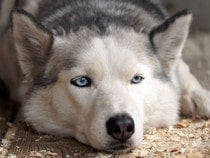 Fond d'écran Les Chiens - Un chien Siberian Husky
