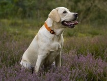 Fond d'écran Les Chiens - Un chien Labrador
