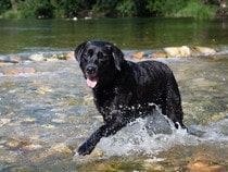 Fond d'écran Les Chiens - Un chien Labrador noir